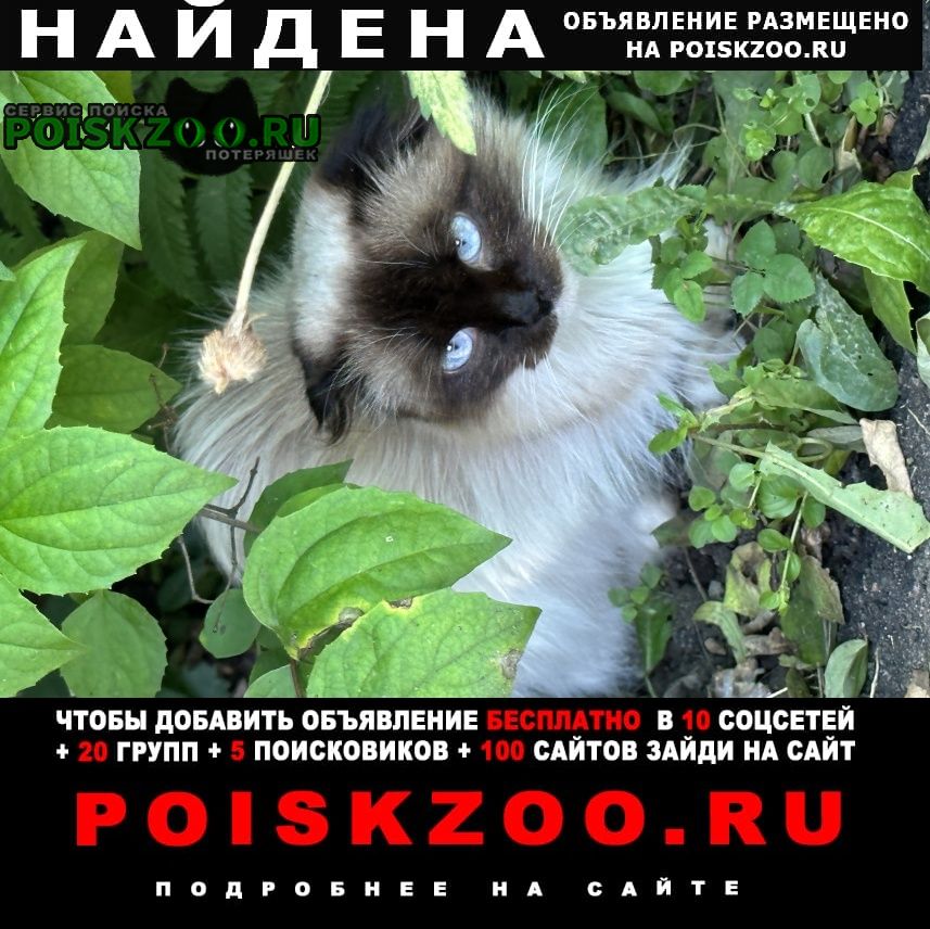 Найдена кошка вислоухая невская маскарадная Москва
