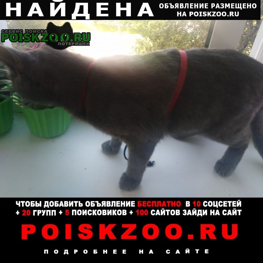 Найдена кошка очень ласковая молодая домашняя кошечка Каменск-Уральский