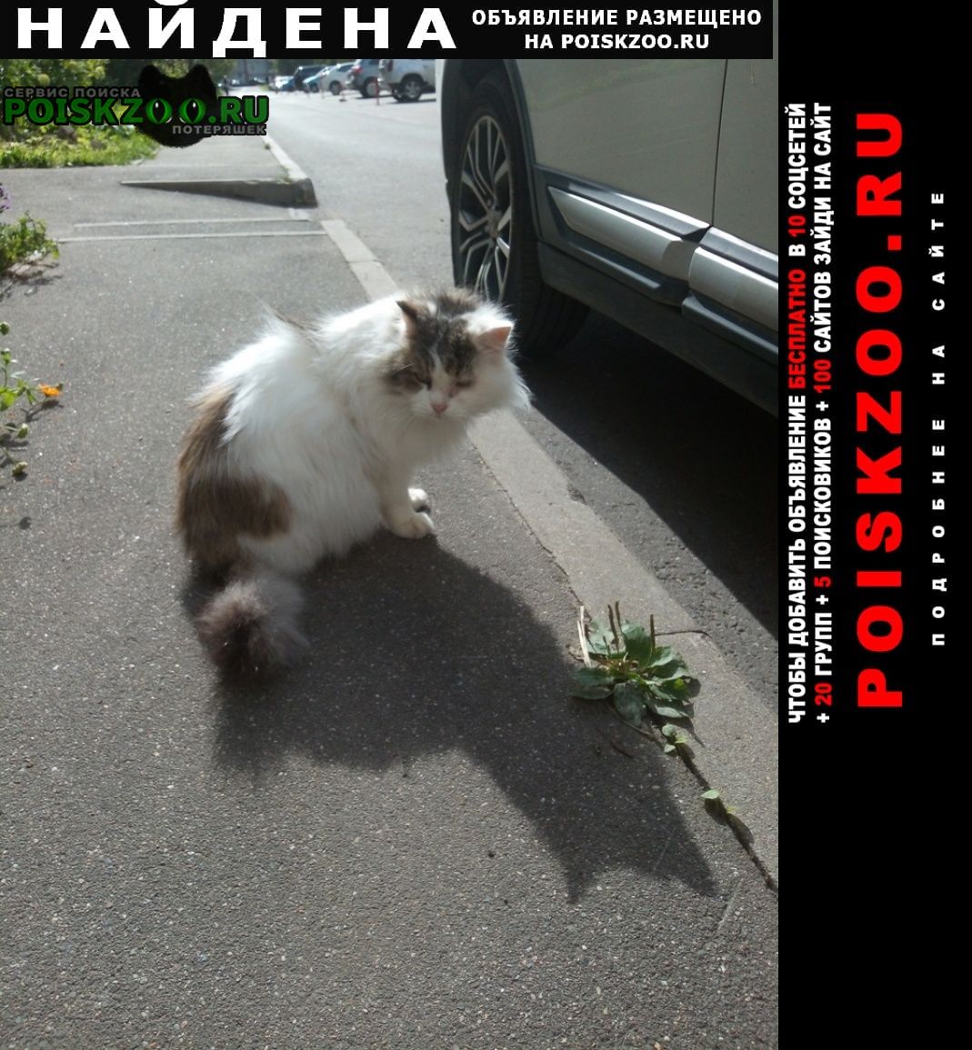 Найден кот во дворе Череповец