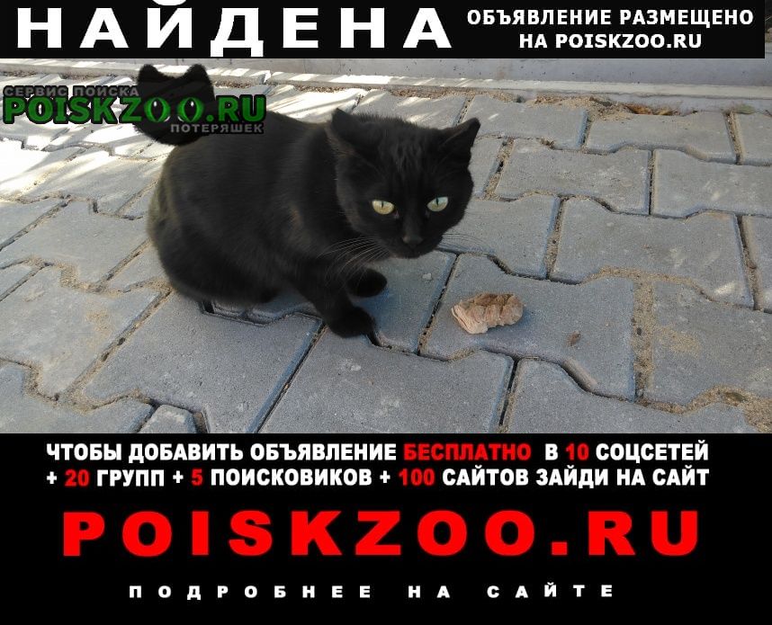 Хабаровск Найдена кошка или кот