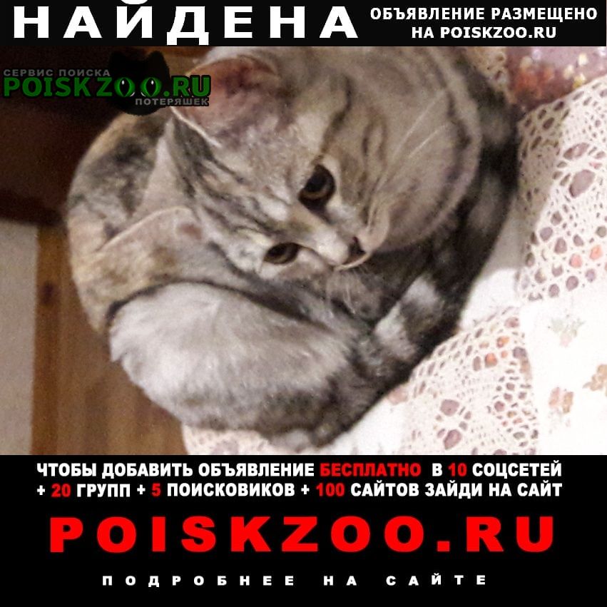 Найдена кошка Владимир