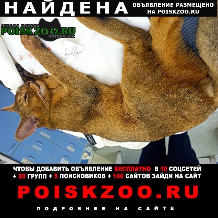 Найдена кошка кот в железном районе Ростов-на-Дону