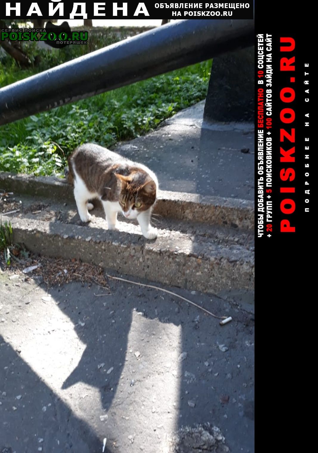 Найдена кошка карина Москва