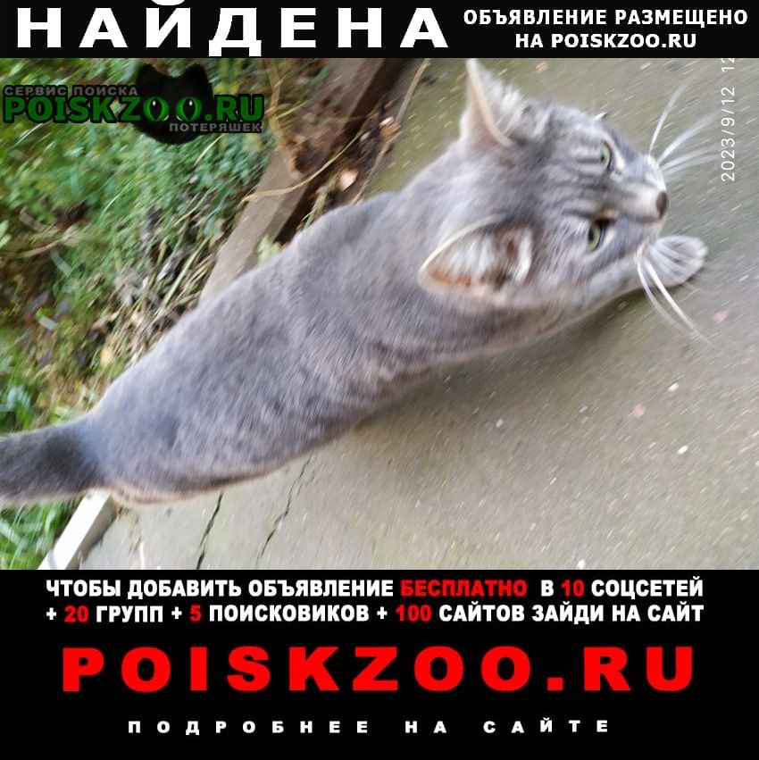 Москва Найдена кошка или кот