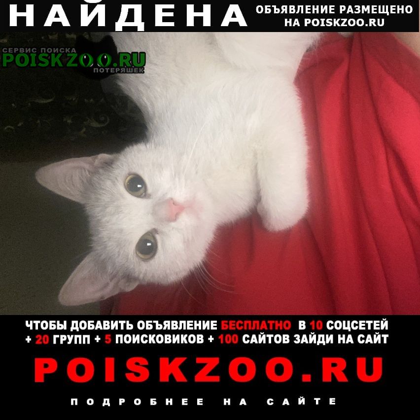 Найдена кошка кошечка Ставрополь