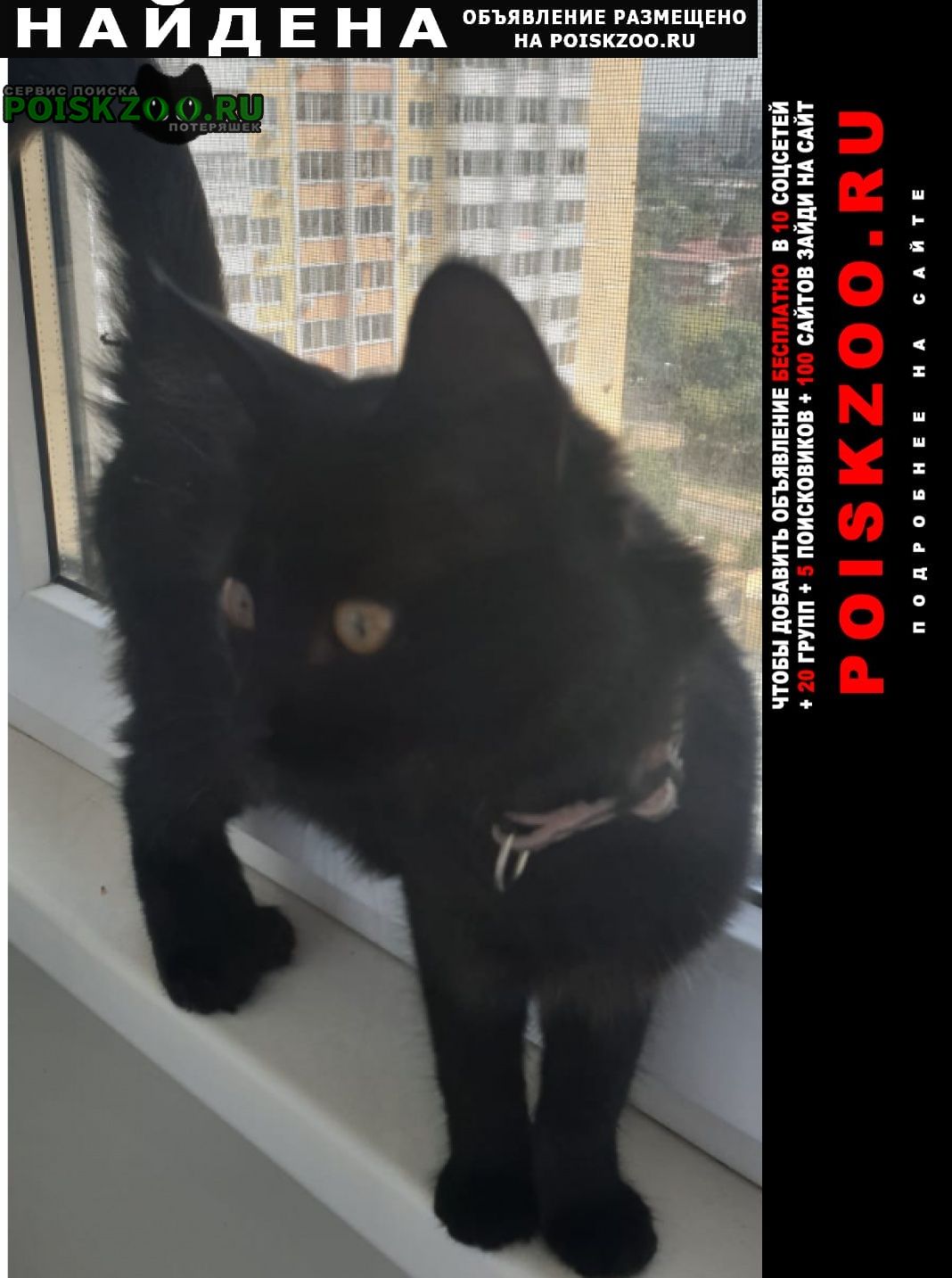 Найдена кошка черный котенок 3-4 месяца Краснодар