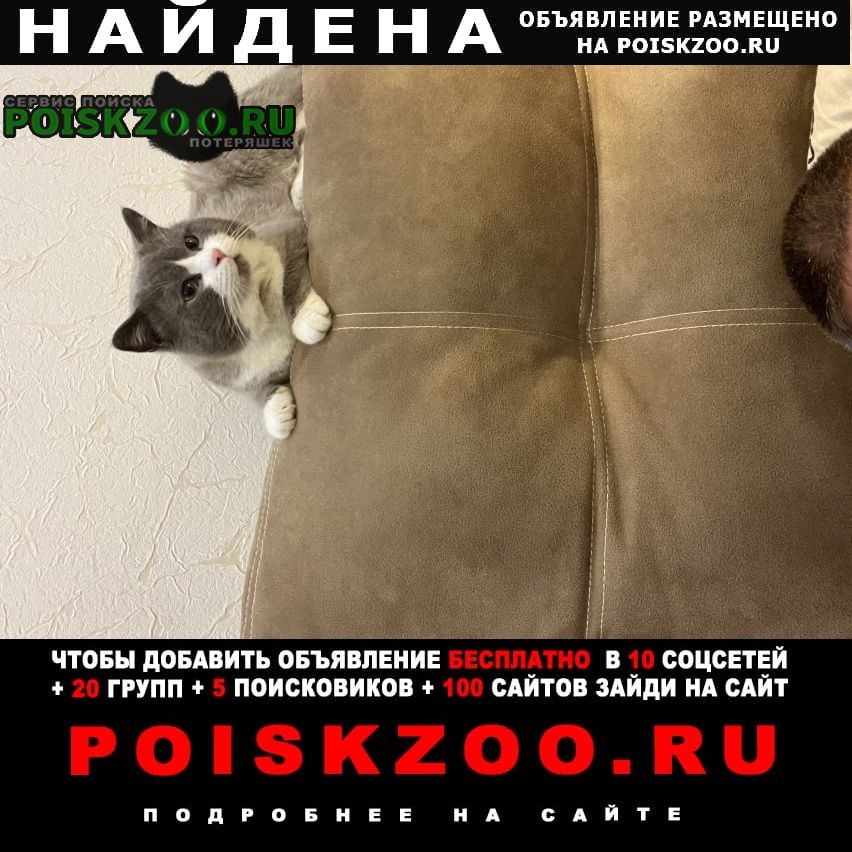 Найден кот британский биколор в июле 2023. Белогорск Крым