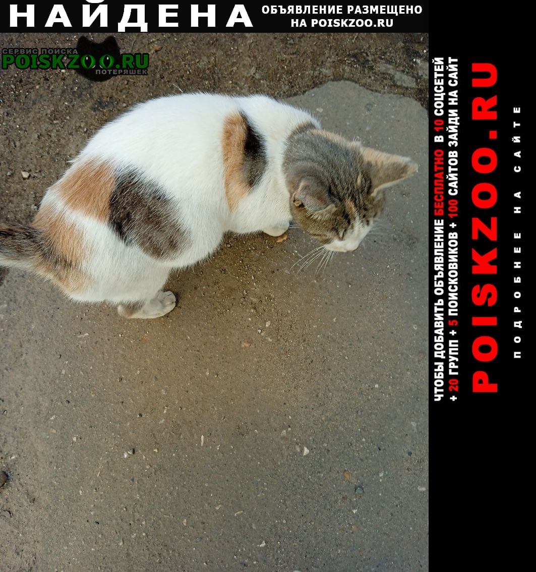 Найдена кошка Дмитров