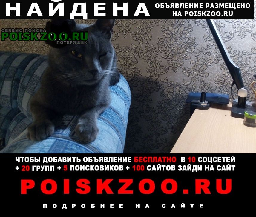 Найден кот Севастополь
