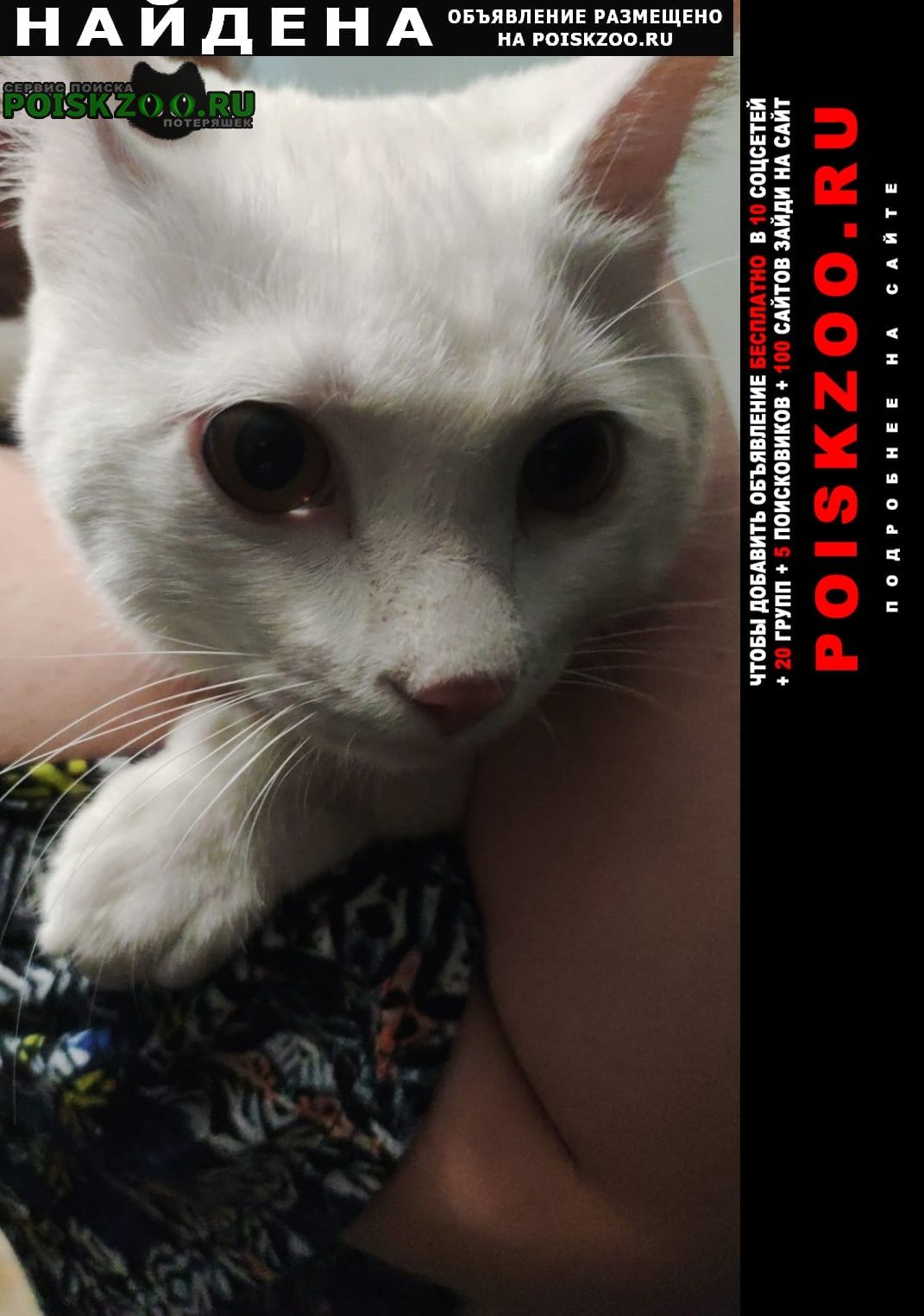 Найден кот белый кот в фмр Краснодар