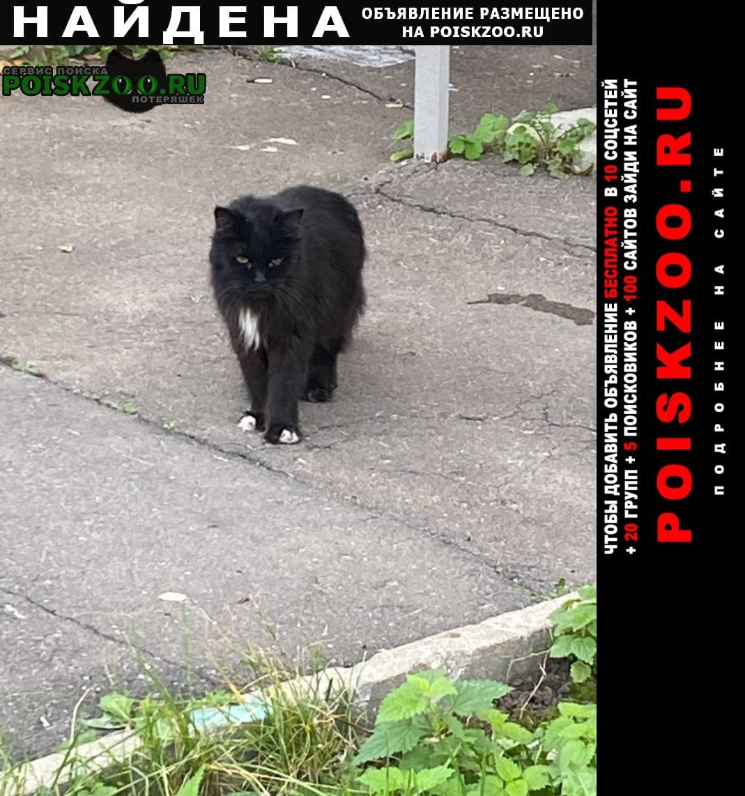 Найдена кошка замечен домашний кот. Москва