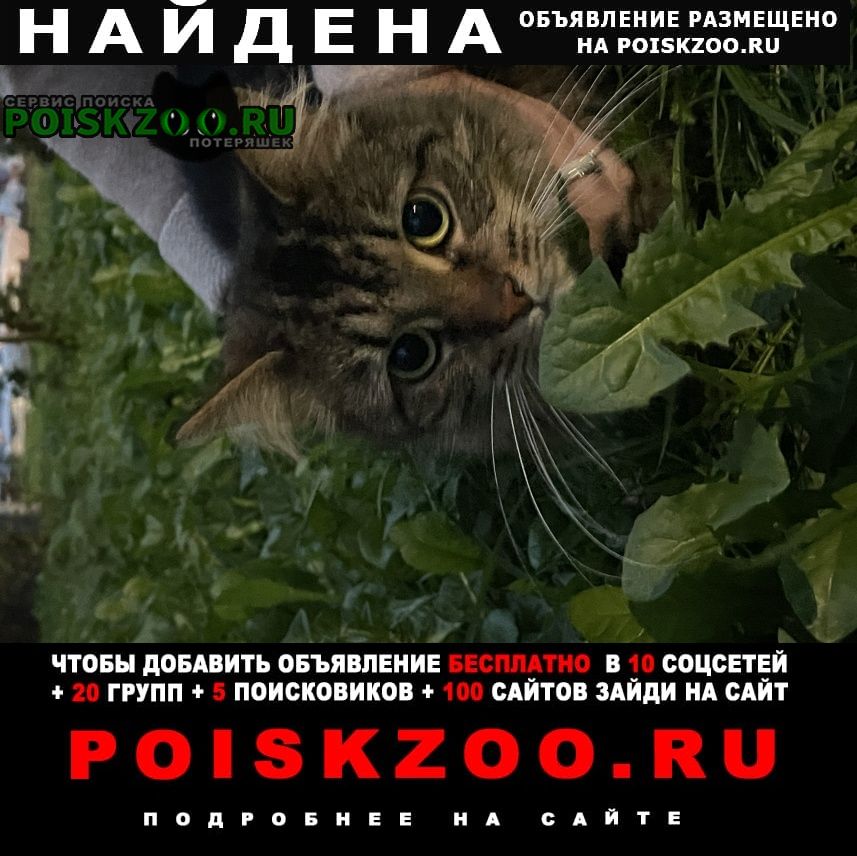 Найдена кошка пушистая коричневая на рокоссовского 32 Псков