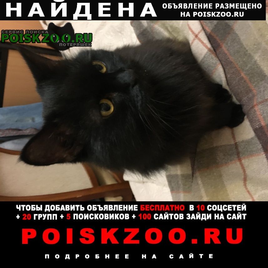 Найдена кошка отдадим только хозяину Санкт-Петербург