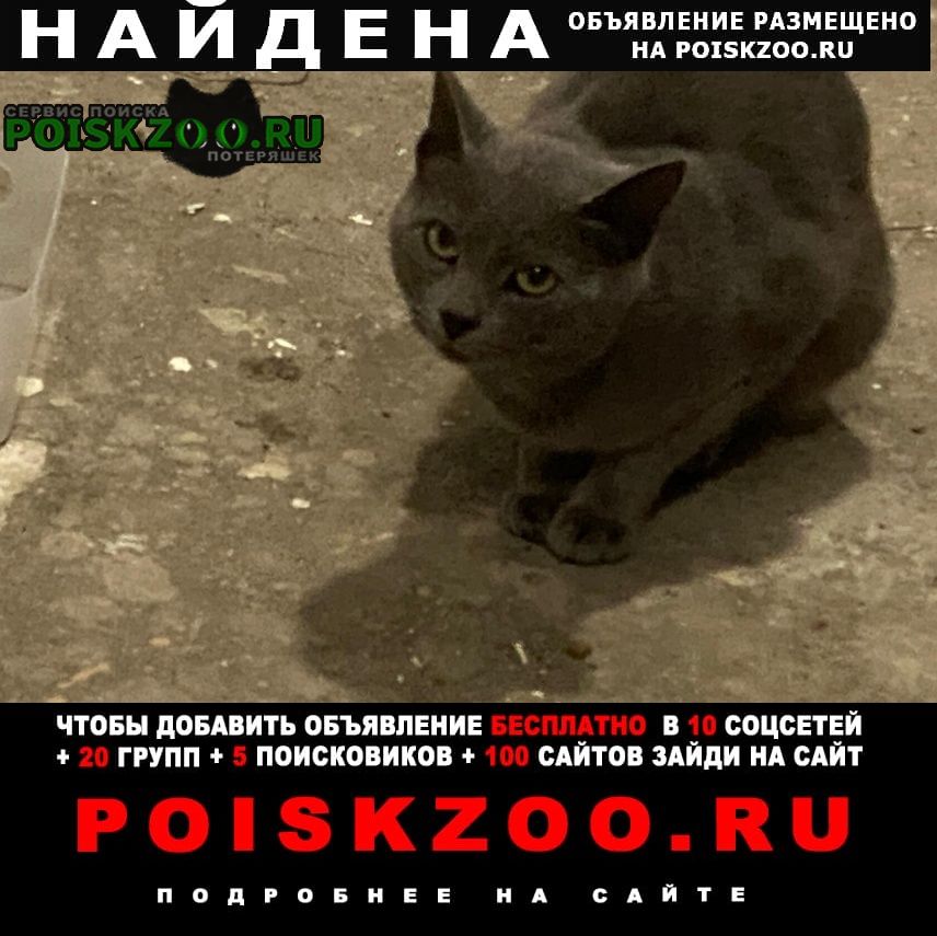 Найдена кошка м коньково 4. 10. 23 Москва