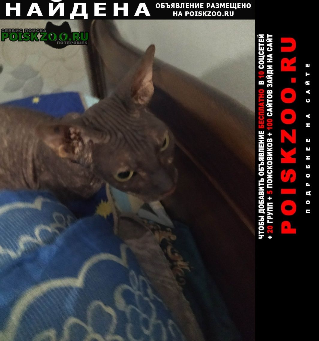 Найдена кошка раменский район д. петровское Раменское