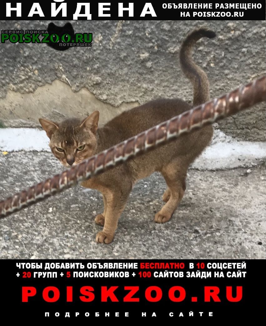 Найден кот абиссинский кот Ставрополь
