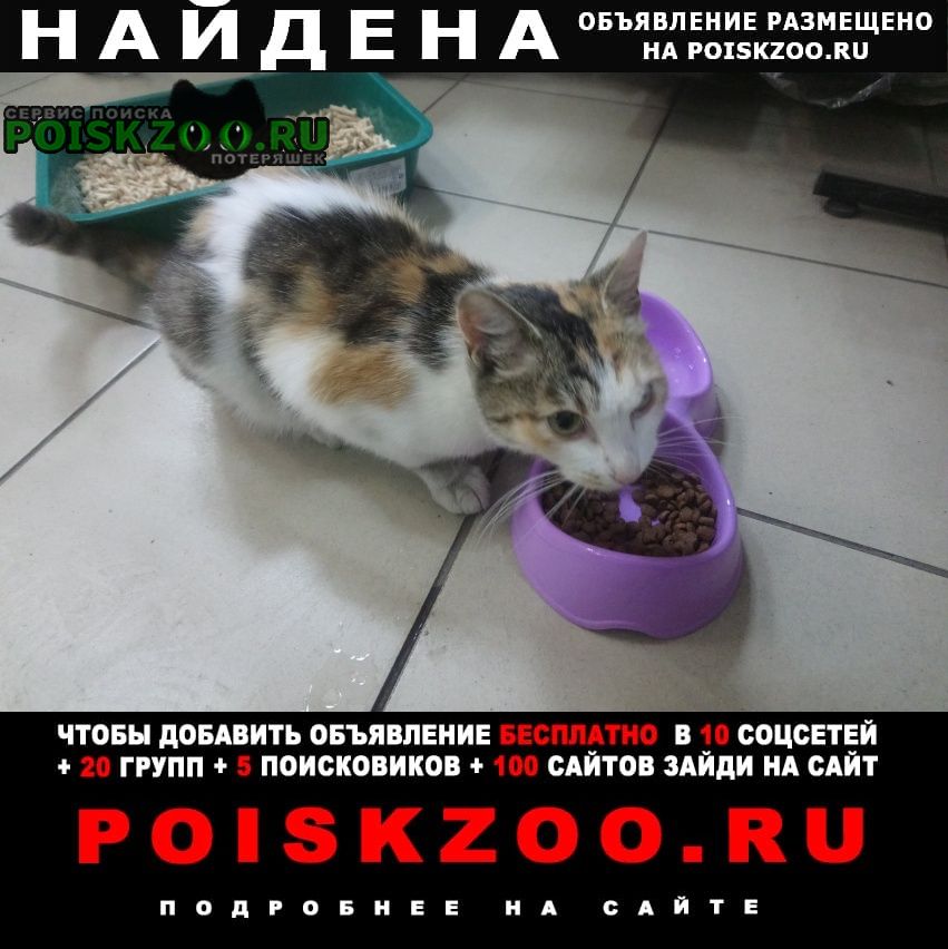 Найдена кошка кошечка в районе ул. космонавтов Красноярск
