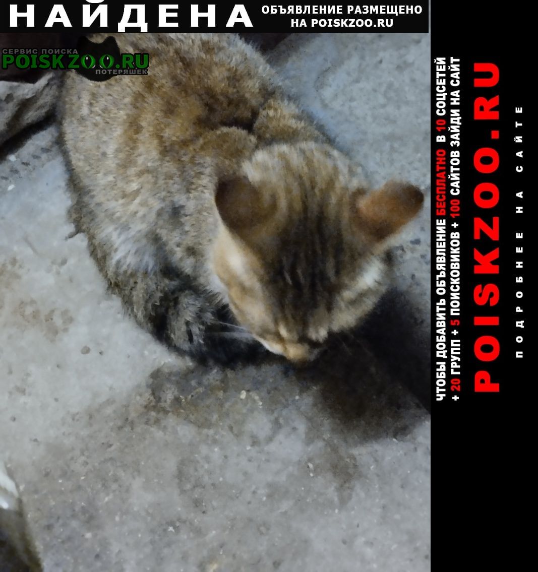 Найдена кошка Кострома
