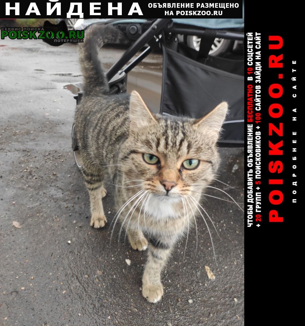 Найден кот домашний Кострома