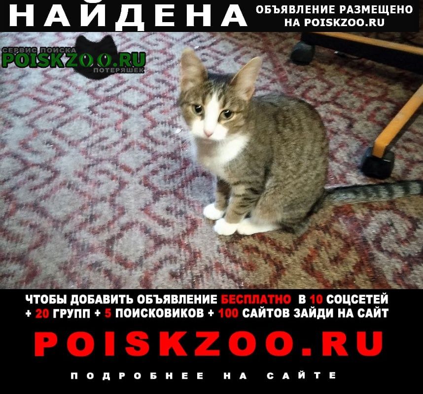 Найдена кошка нашалась Пермь