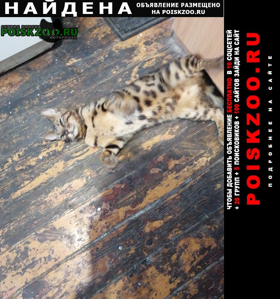 Найдена кошка бенгалец она Москва