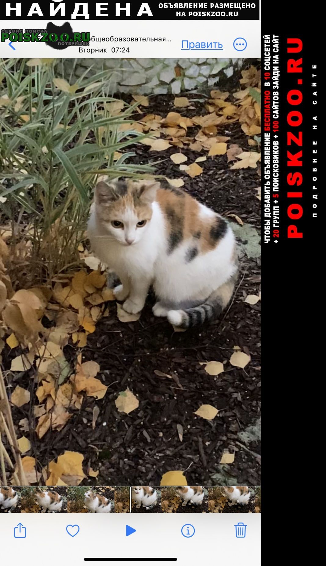 Найдена кошка Омск