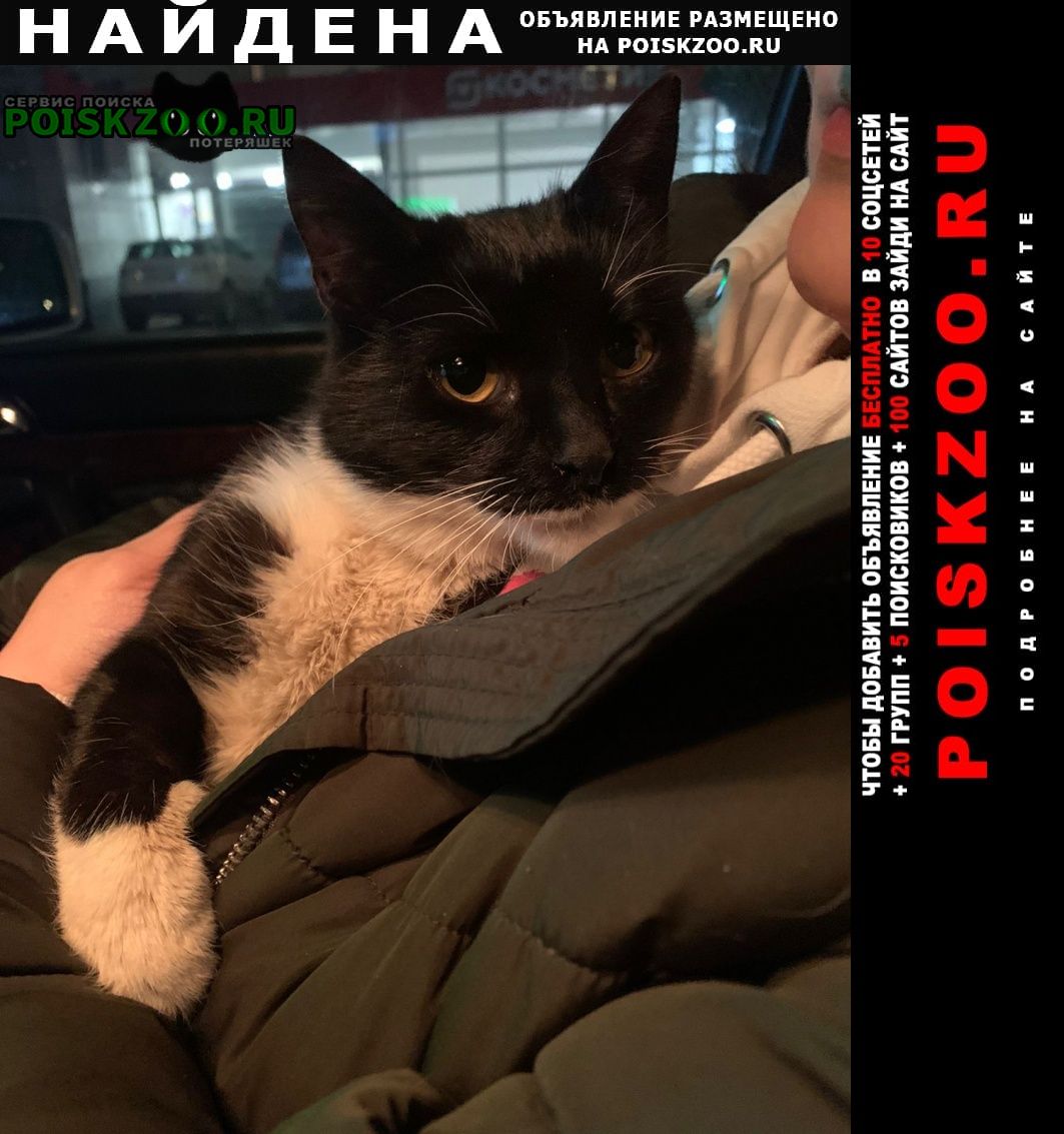 Найдена кошка Климовск