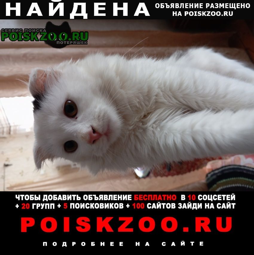 Найдена кошка кошечка, примерно 3 месяца, висл Краснодар