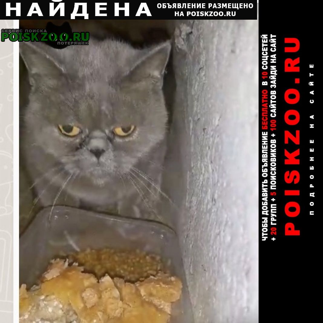 Найдена кошка серый кот Дзержинский