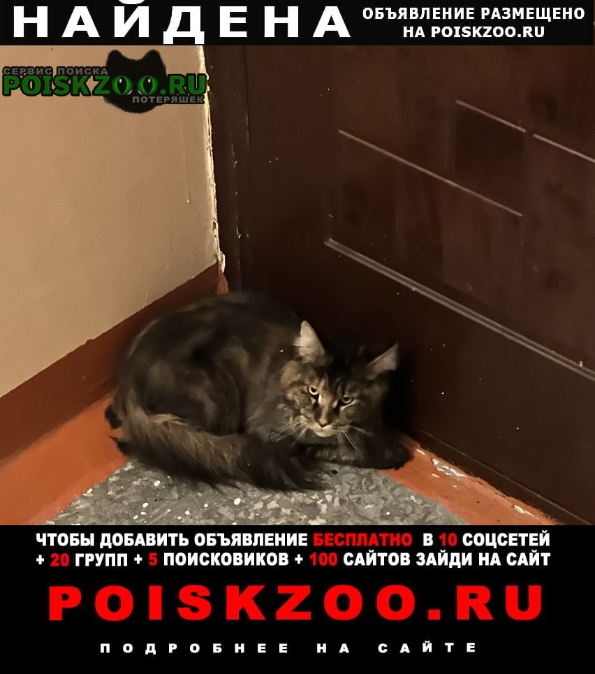 Найдена кошка Сургут
