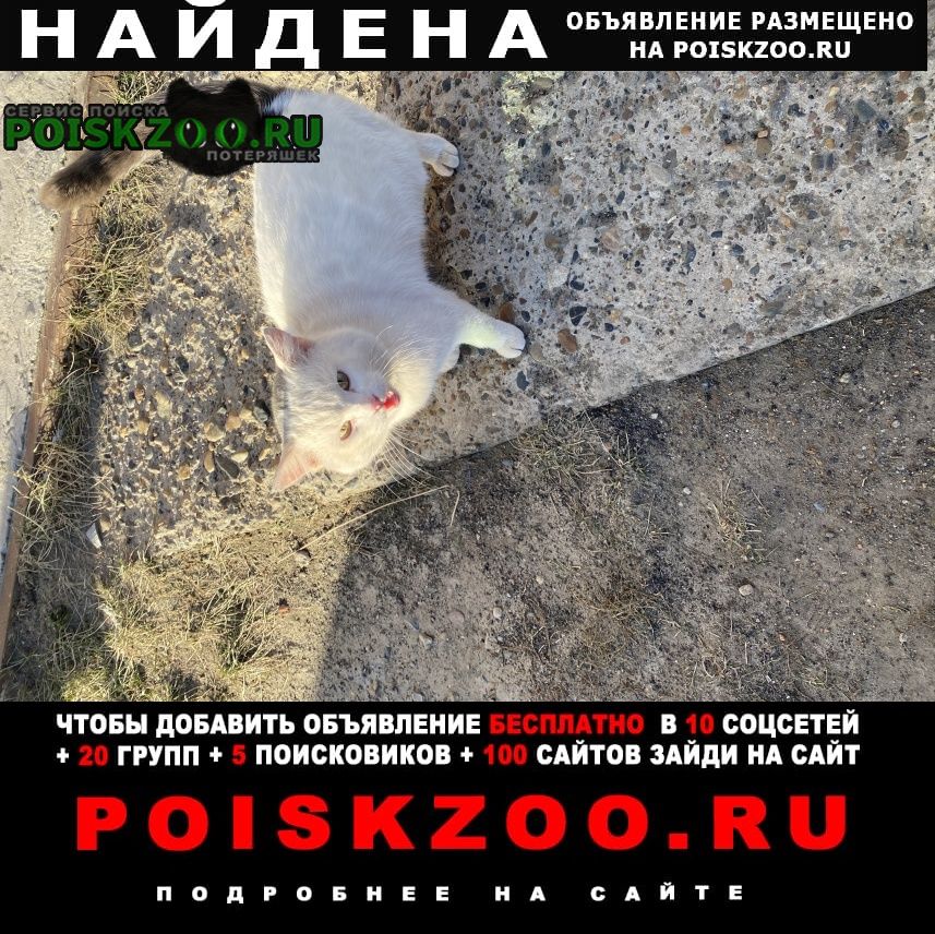 Найден кот белого окраса с серым хвостом Колпашево