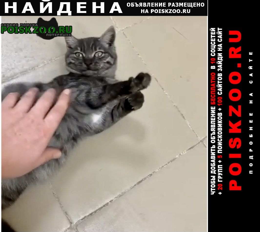 Найдена кошка подросток серая полосатая Москва