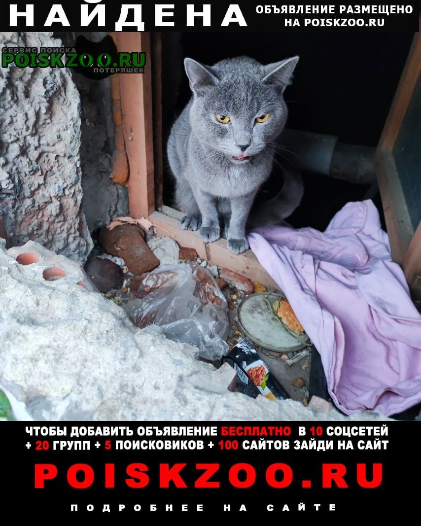Найдена кошка Новосибирск