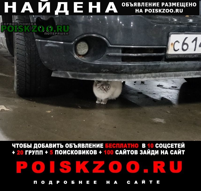 Найдена кошка красносельский район Санкт-Петербург