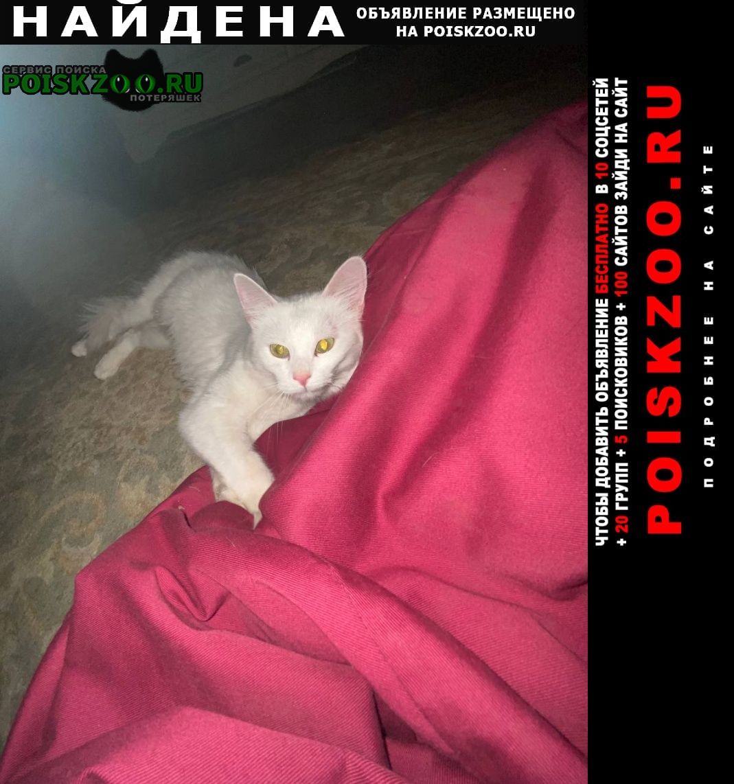 Найдена кошка молодая девочка Калининград (Кенигсберг)