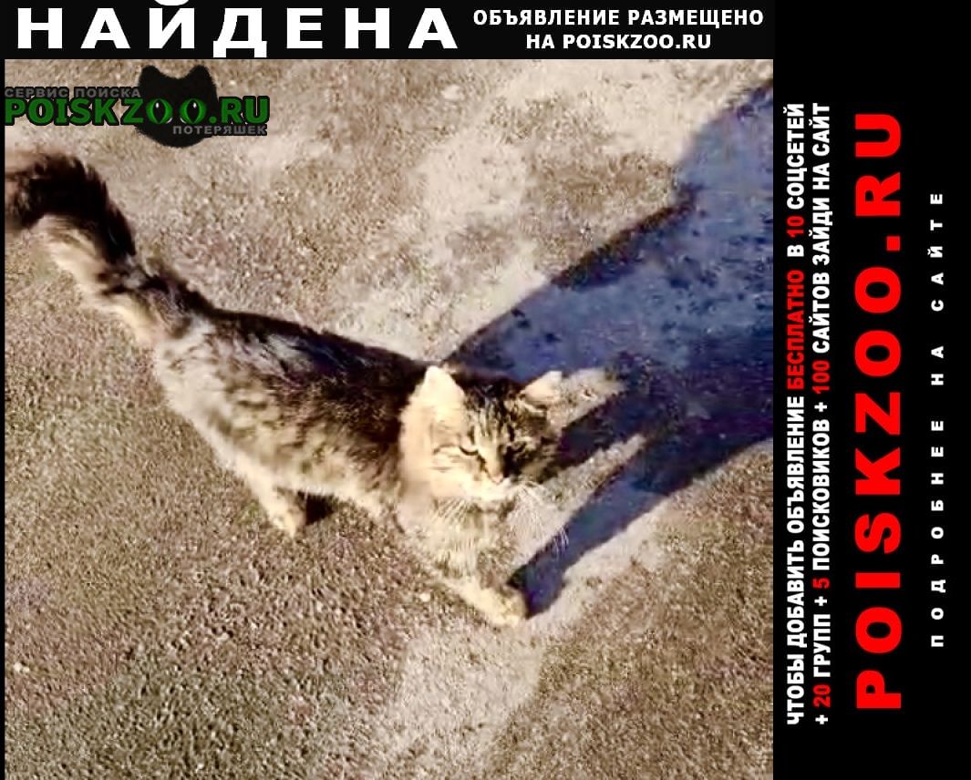 Найдена кошка пушистый кот Москва