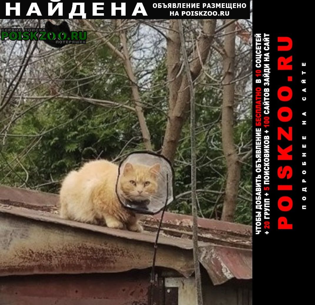 Найдена кошка рыжий пушистый Пушкино
