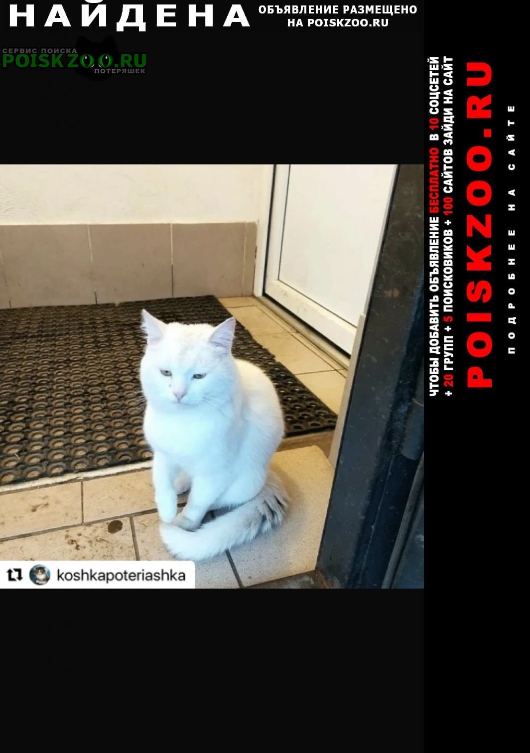 Найден кот белый кот Коломна