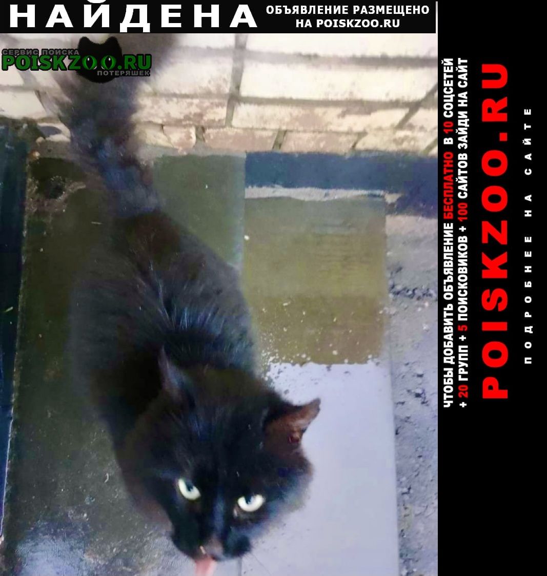 Найдена кошка или кот чёрный пушистый Павловский Посад