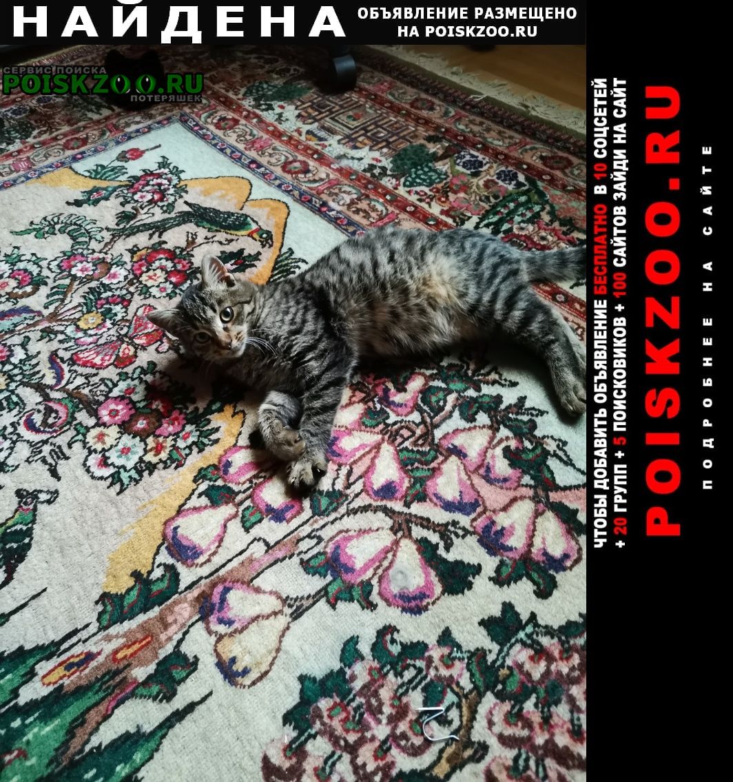 Найден кот 15 ноября Москва