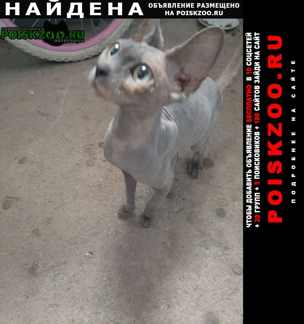 Найдена кошка Севастополь