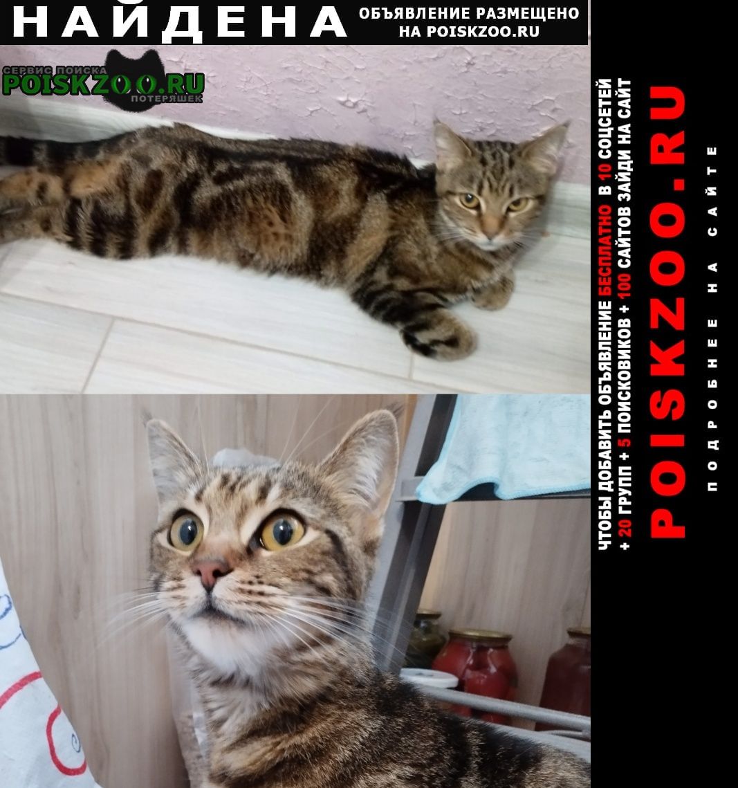 Ставрополь Найдена кошка