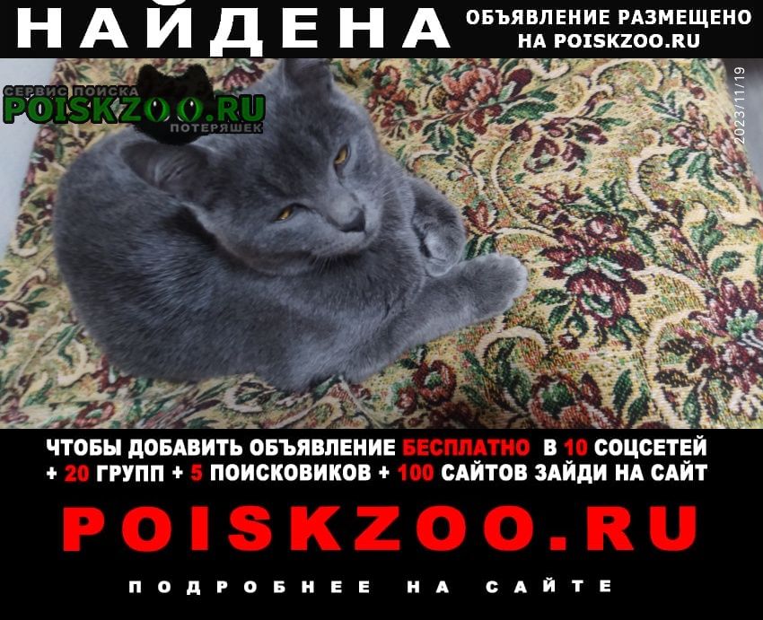 Найден кот Нижний Новгород