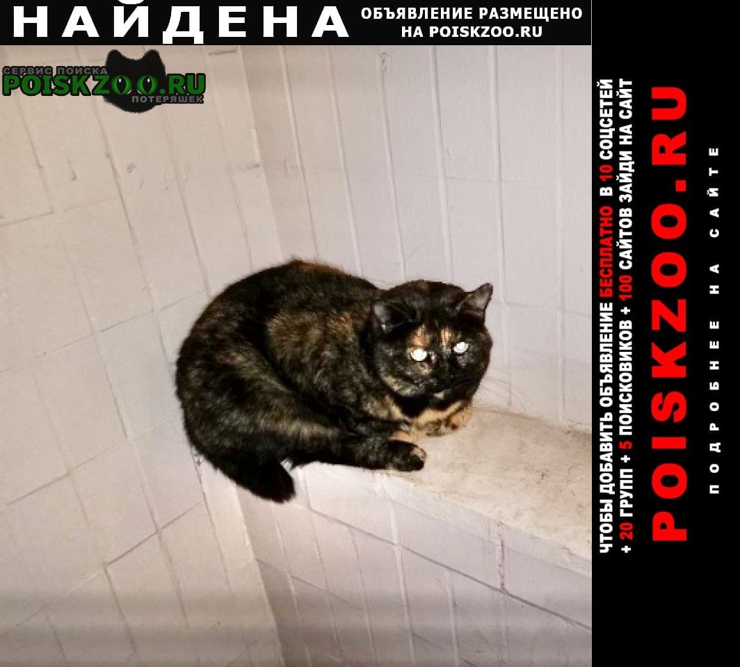 Найдена кошка черепаховая Москва