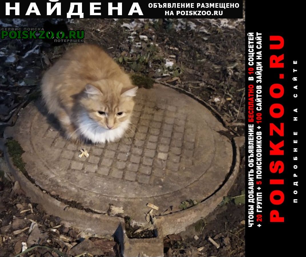 Москва Найдена кошка рыжий кот