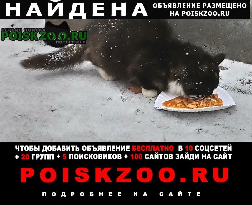 Найдена кошка черный пушистый котенок на бауманской Москва