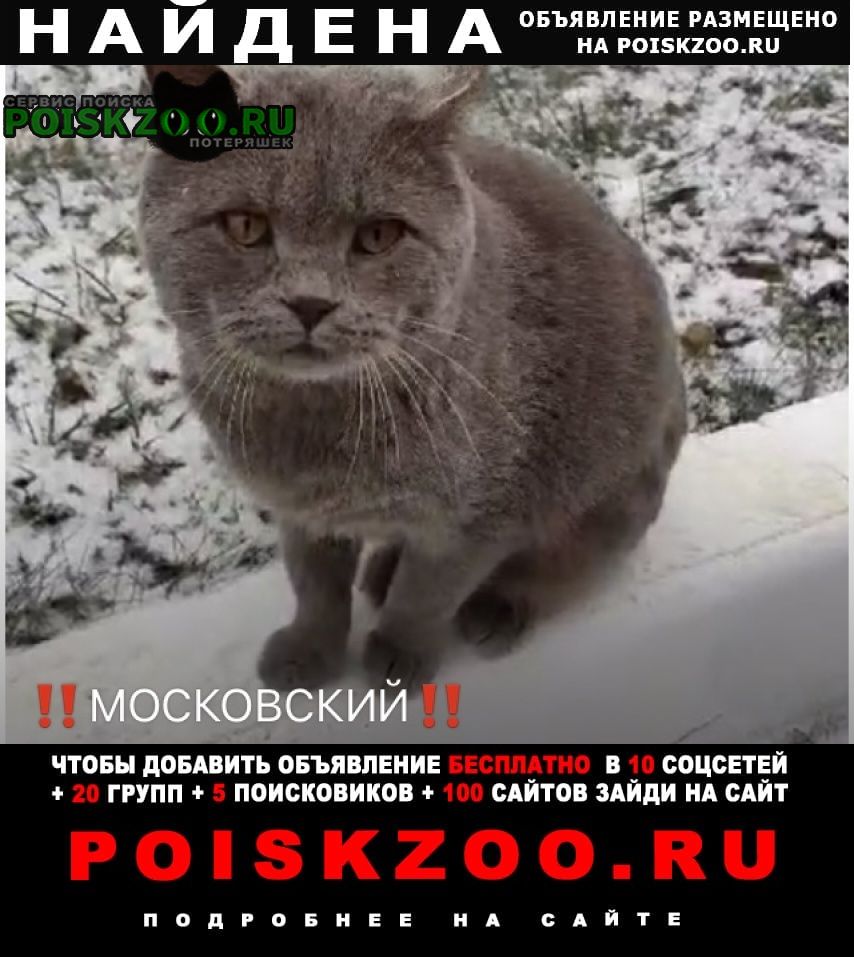 Найдена кошка кот британский Московский