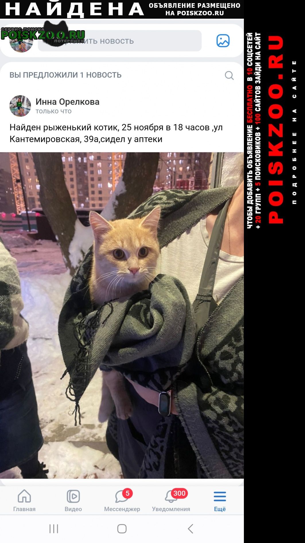 Найден кот 25. 11 Москва