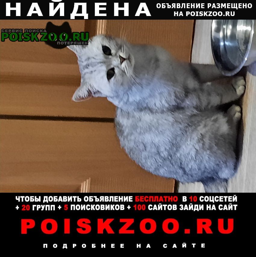 Найдена кошка британка Славянск-на-Кубани