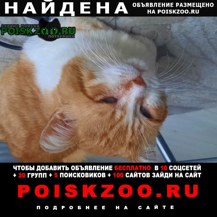 Найден кот рыжий кот Нижний Новгород